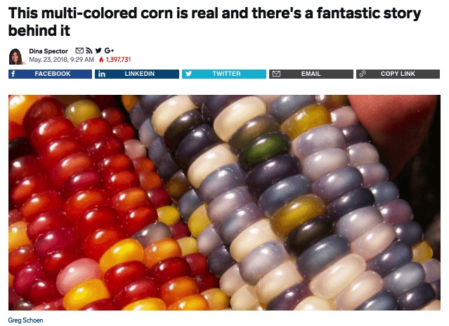 business insider colored corn